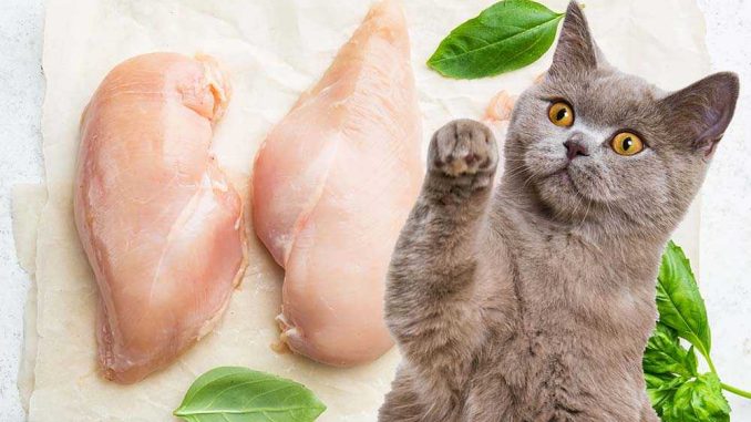 Можно ли кормить кошку курицей каждый день