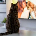 кот смотрит телевизор