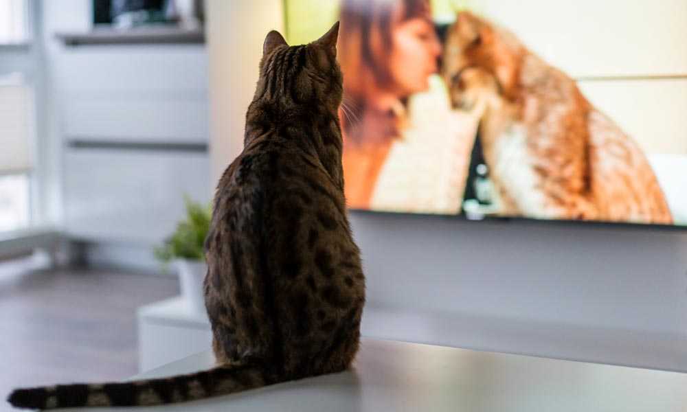 кот смотрит телевизор