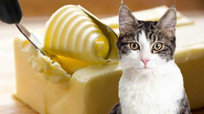 Можно ли кошке сливочное масло