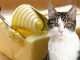 Можно ли кошке сливочное масло