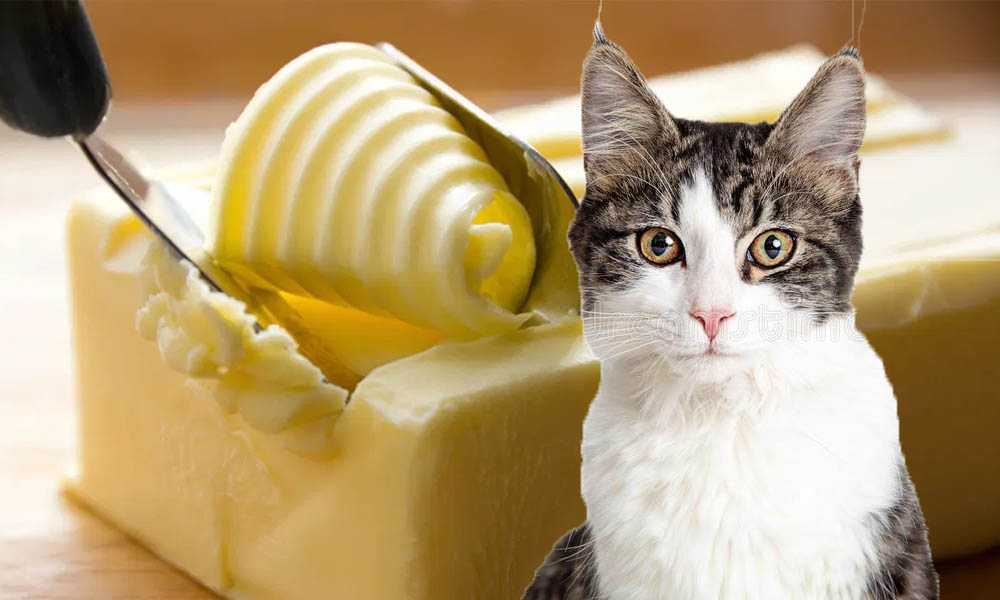 Можно кошке сливочное масло. Сливка кошка. Кошкина игрушка Cats Butter.