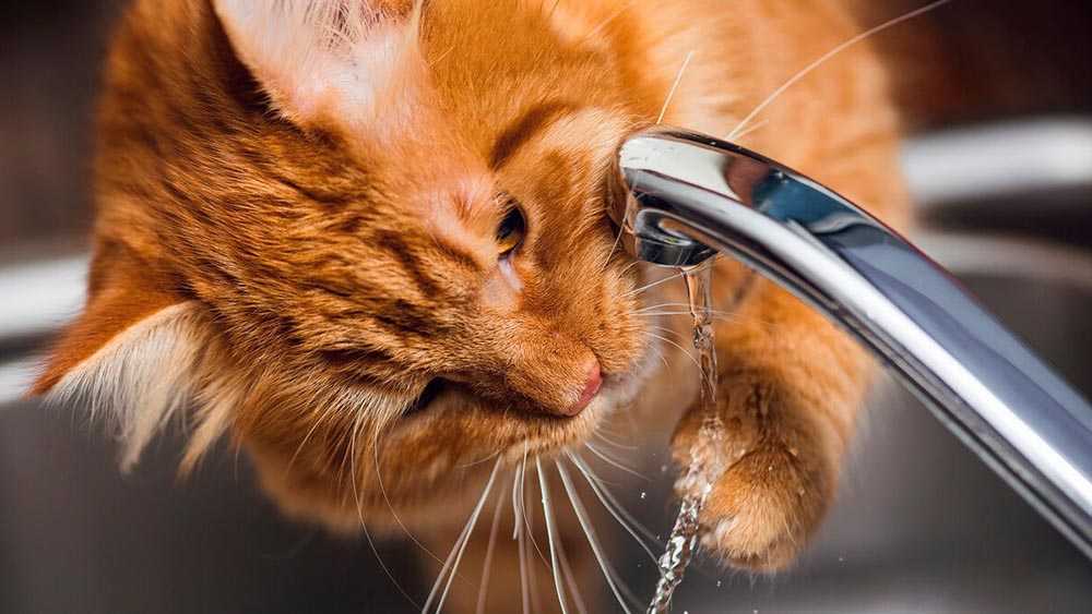 рыжий кот пьет воду из под крана
