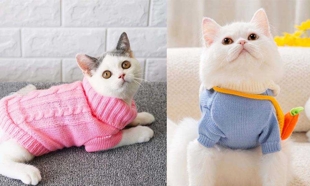 Коты в милых свитерах