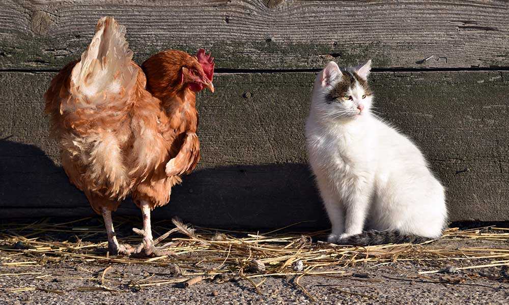 кот и курица