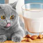 можно ли кошке миндальное молоко
