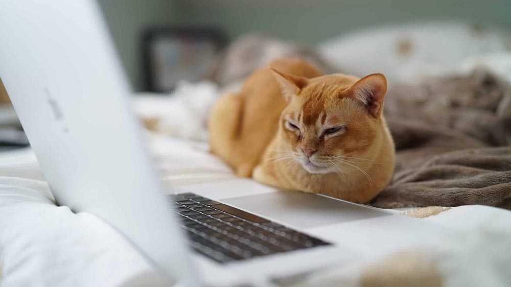 рыжий кот смотрит в экран ноутбука