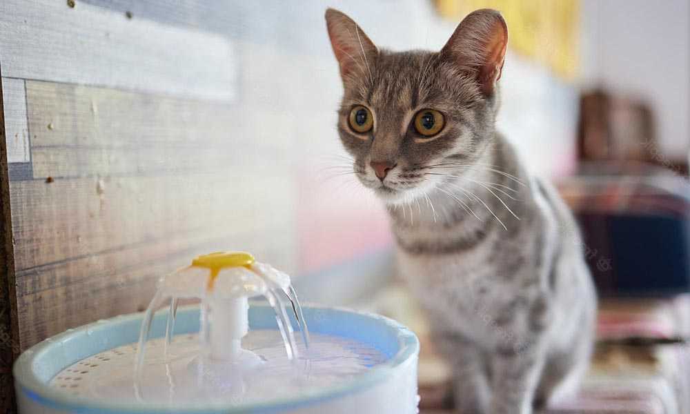 кот и фонтанчик для питья