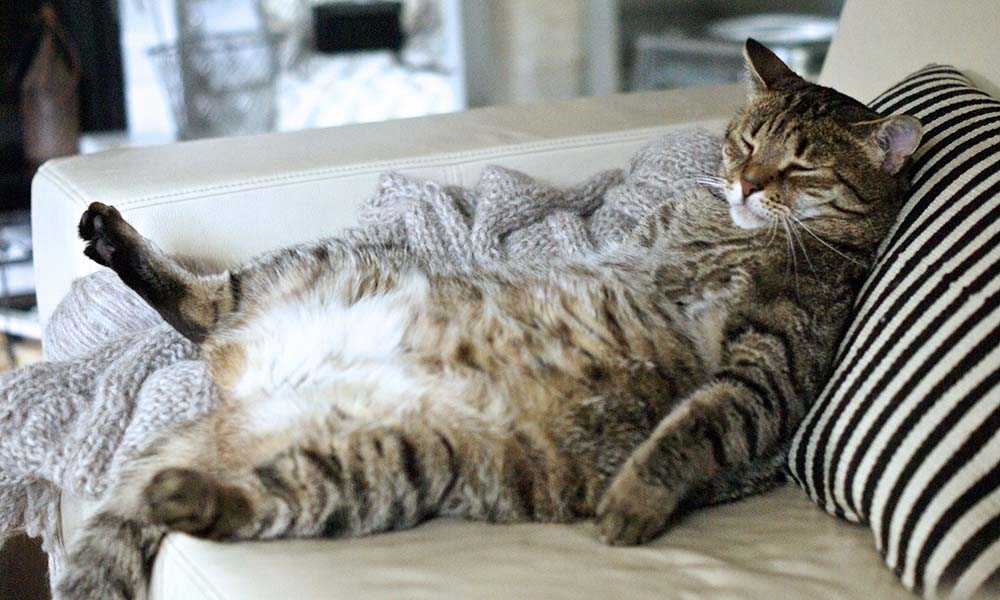 кот с лишним весом лежит на диване