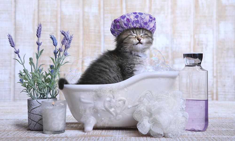 кошка в ванной с лавандой