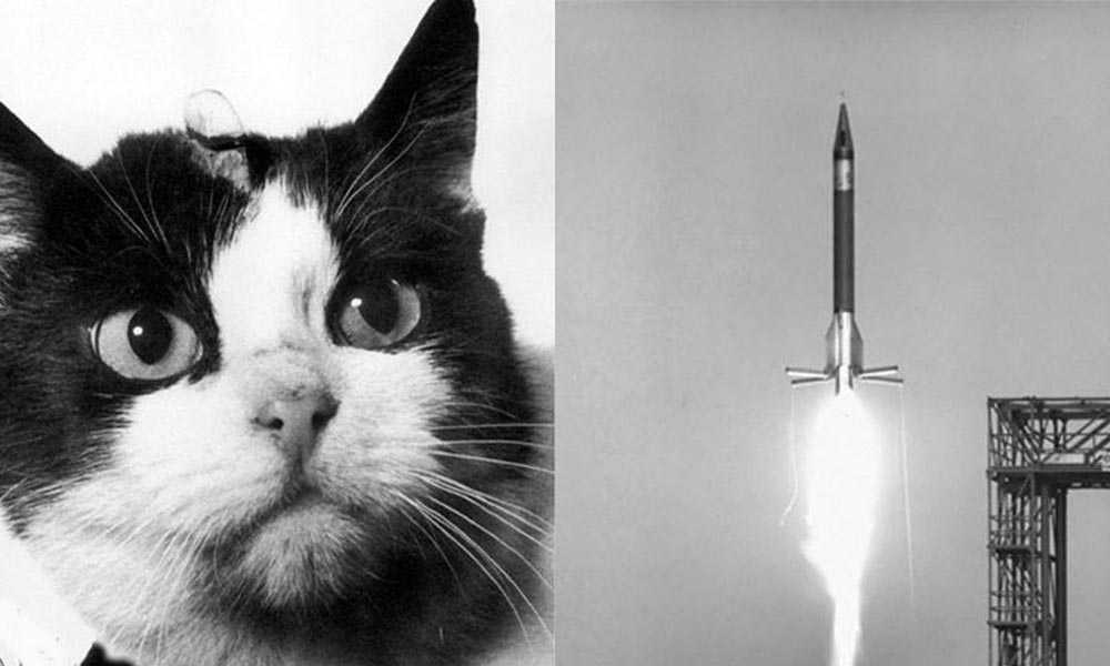 первый кот в космосе