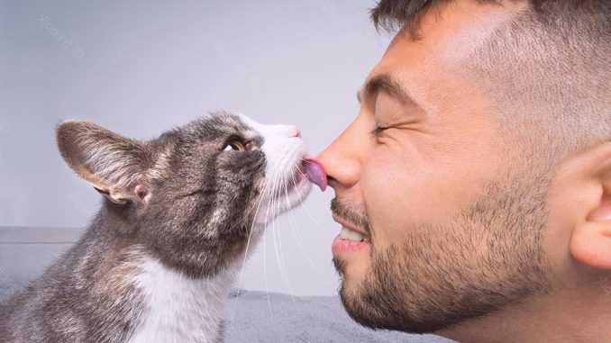 почему кошка облизывает нос хозяина