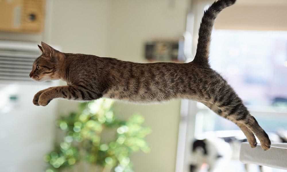 прыжок бенгальской кошки
