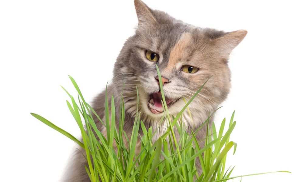 кот есть траву для кошек