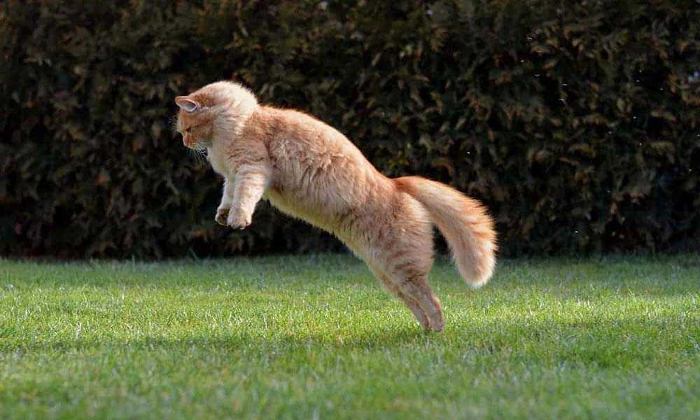 прыжок кота с земли