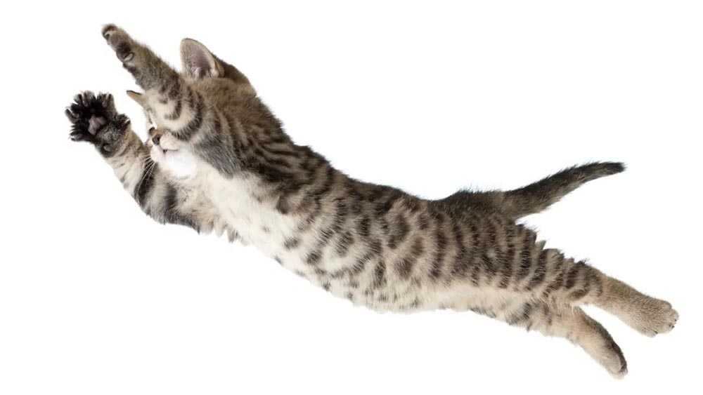 прыгающий кот