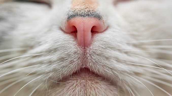 запахи которые нравятся кошкам