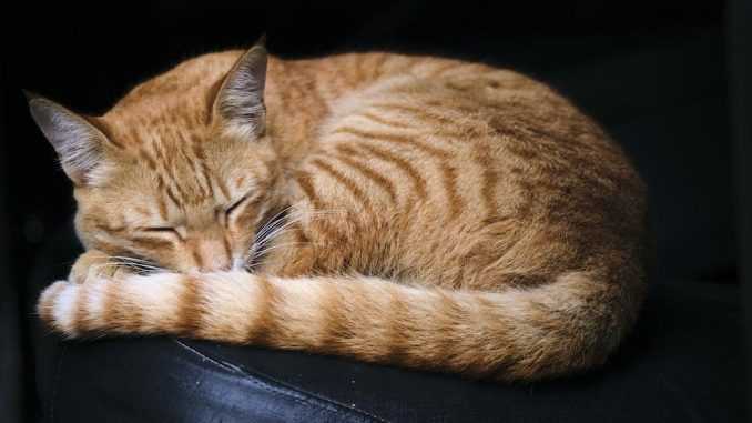 спящий рыжий кот