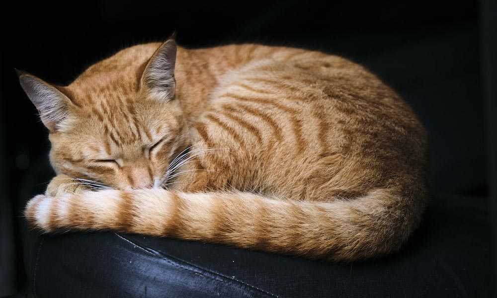 как сделать так чтобы кошка спала с тобой ночью