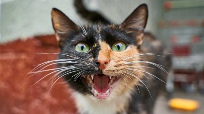 Может ли стерилизованная кошка загулять? | KOTE.info