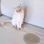 Метят ли кошки территорию как коты?