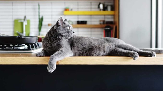 как отучить кота залазить на стол