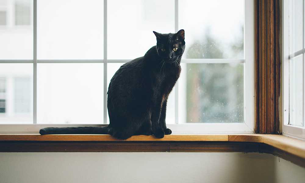 черная кошка на окне