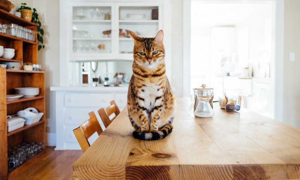 кот на кухонном столе