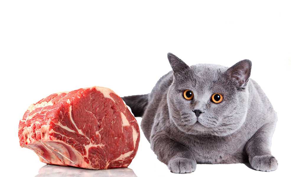 кот и мясо