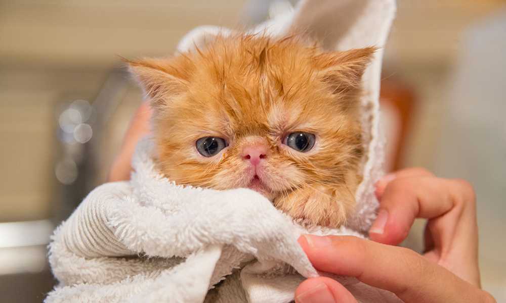 котенок в полотенце после купания