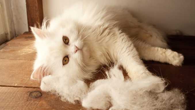 белая пушистая кошка линяет