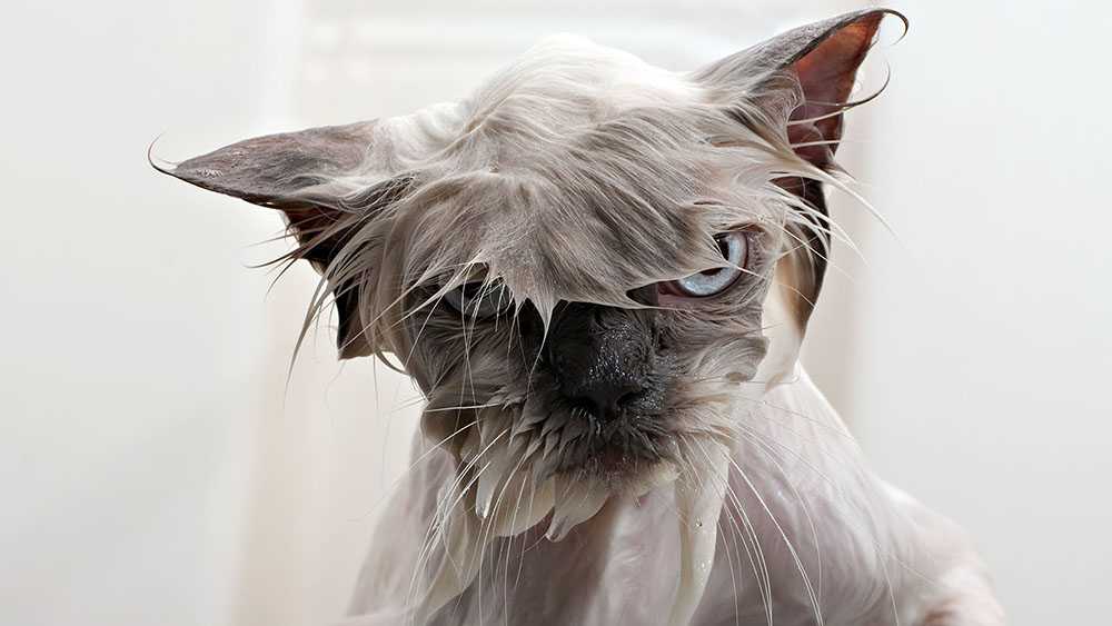 мокрый недовольный кот