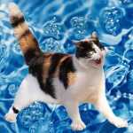 кошка боится воды