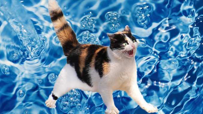 кошка боится воды