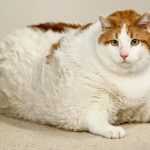 жирный кот лежит на животе