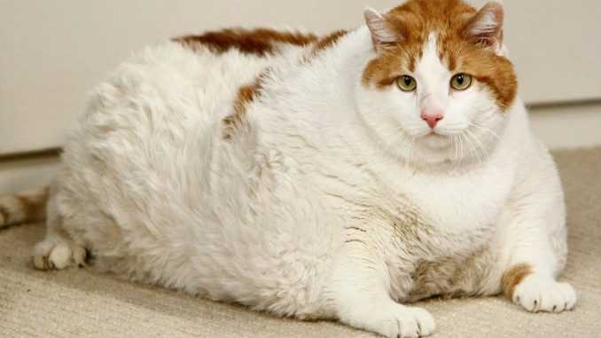 жирный кот лежит на животе