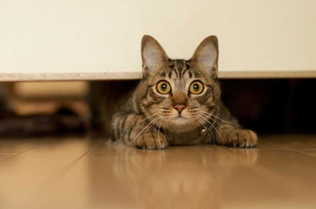 кошка под столом