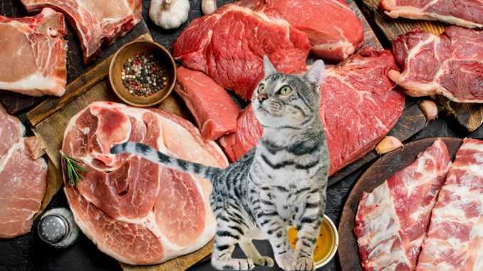 Какое мясо можно кошкам?