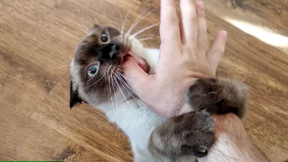 сиамский кот укусил руку