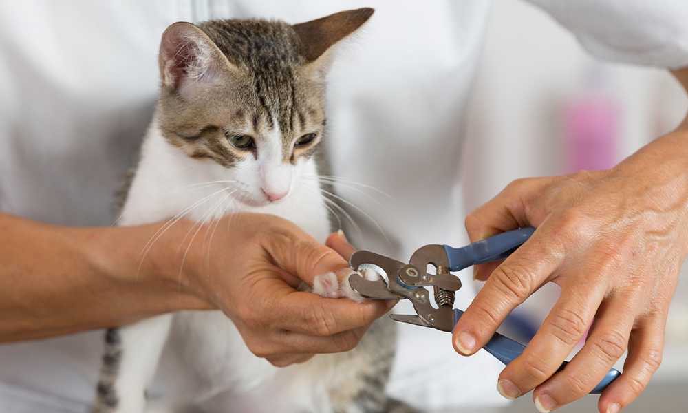 Чем стричь когти кошке? Советы неопытным владельцам