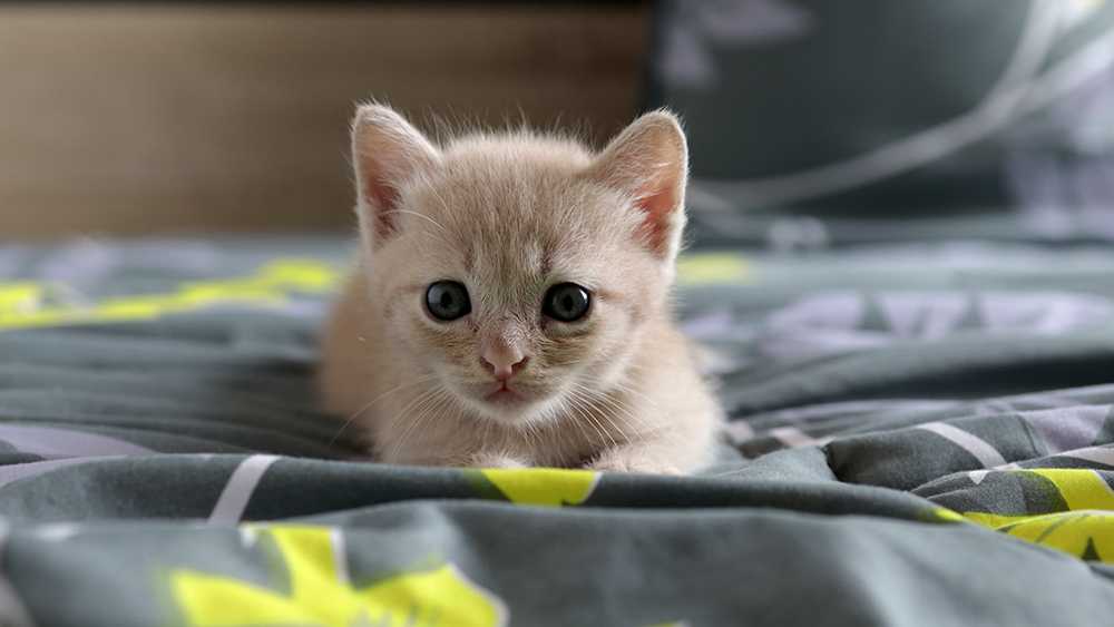 котенок на кровати
