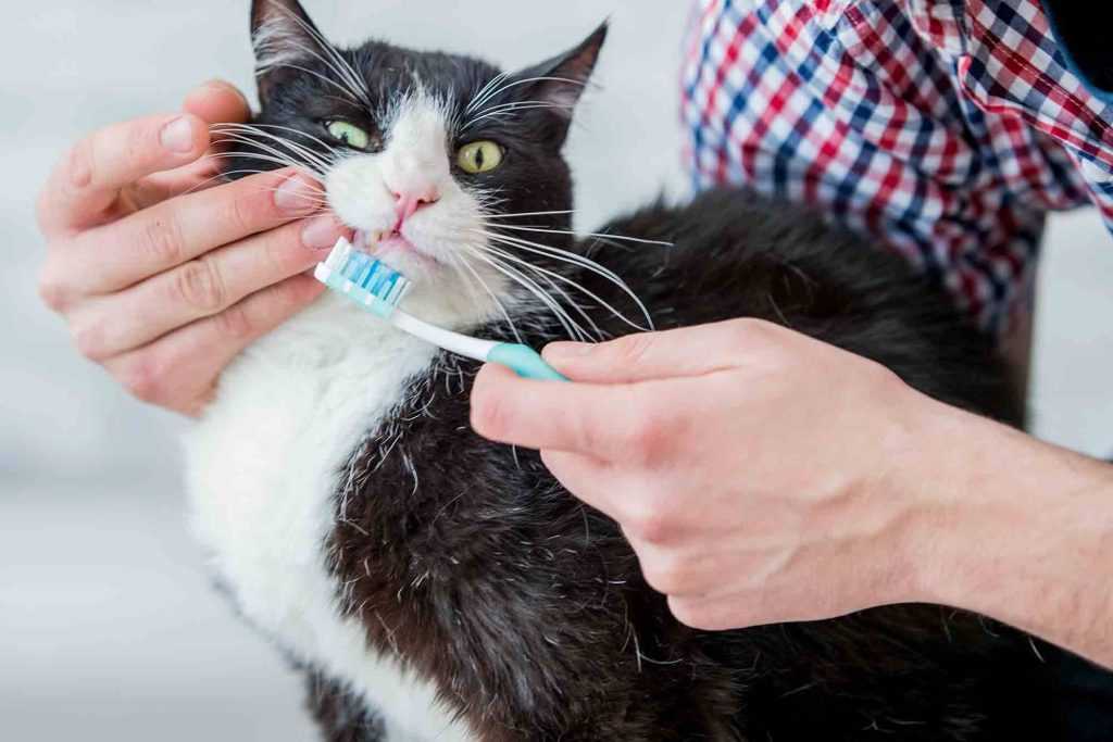 кот не хочет чистить зубы