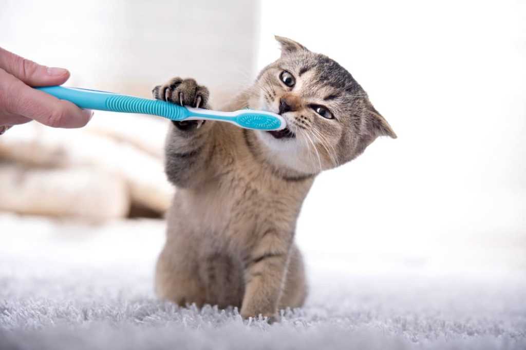 кот играет с зубной щеткой