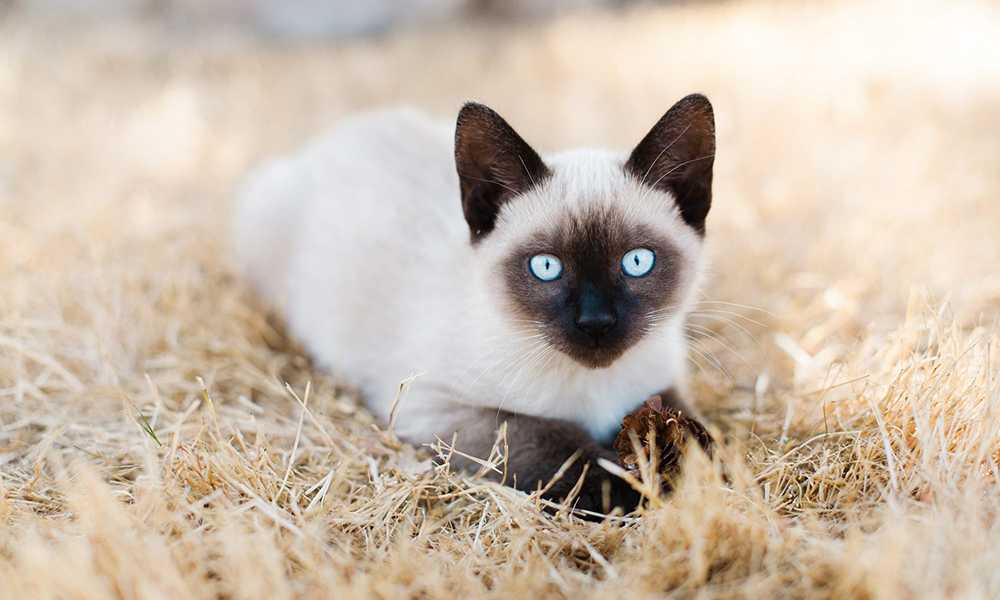 сиамский кот на сене