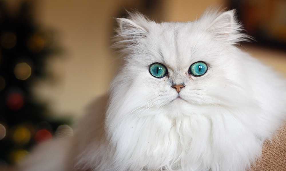 Персидская белая кошка с голубыми глазами