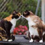 кот и кошка целуются