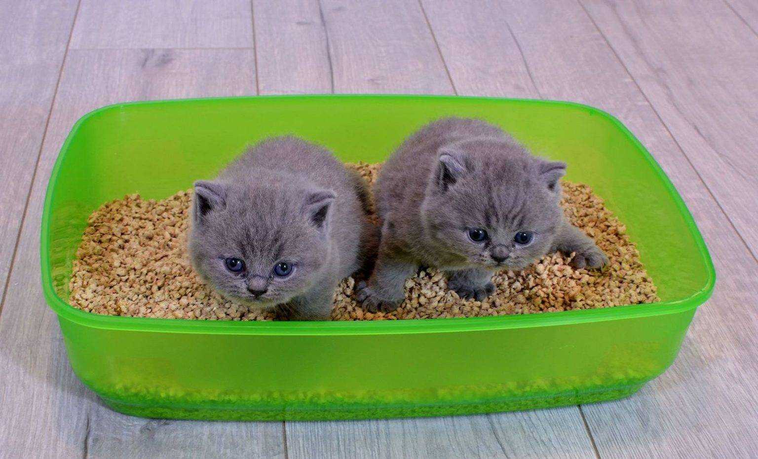 Как приучить кота к унитазу в домашних условиях?