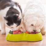 собака и кот есть корм из миски