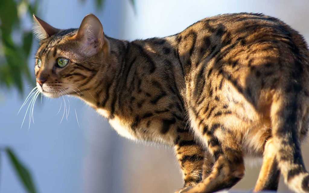 кошка Петит-Леопард