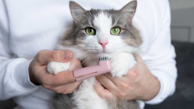 кот чистит зубы